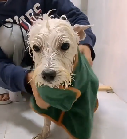 Quick-Dry Pet Bathrobe